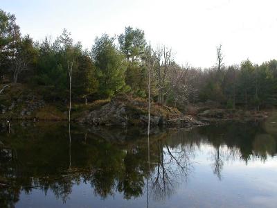 Beaver pond reflections