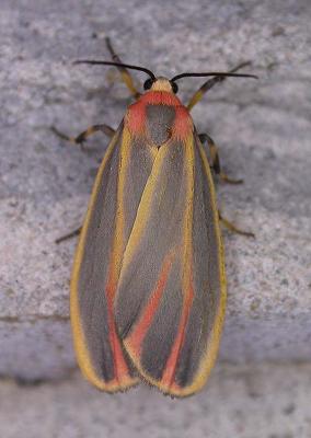 Hypoprepia fucosa - 8090 - Painted Lichen Moth