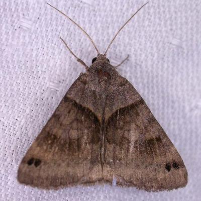 Caenurgina crassiuscula - 8738