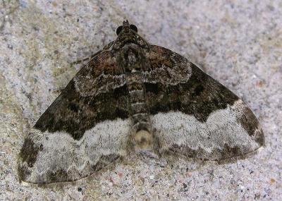 Euphyia intermediata - 7399a - Sharp-angled Carpet Moth