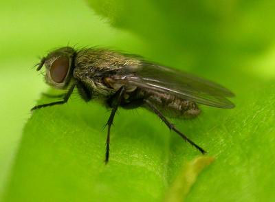 furry-fly-2.jpg
