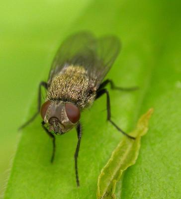 furry-fly-front.jpg