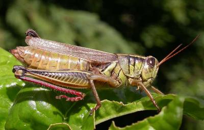 Two-striped grasshopper -  Melanoplus bivittatus - female