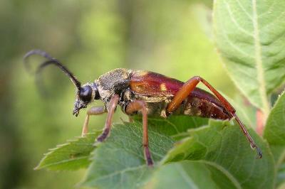 Banded Longhorn Beetle -- Typocerus velutinus