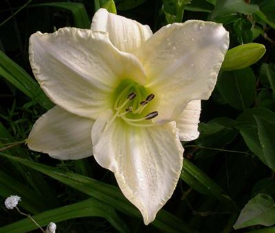 white wedding daylily