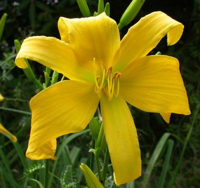 old-fashioned lemon lily