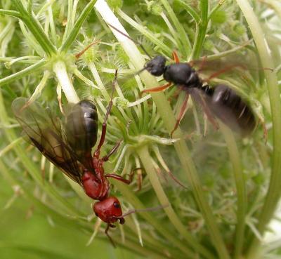 Winged ants, female left, male right, probably Formica sp. 
