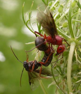 Mating pair of ants, male below, female above, probably Formica sp.