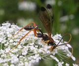 Ichneumon -- probably a male Arotes sp