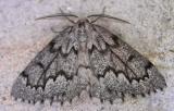 Nepytia canosaria - 6906 - False Hemlock Looper Moth