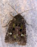 Lacinipolia renigera - 10397