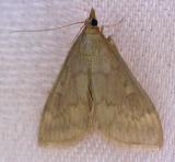 Ostrinia nubilialis - 4949  European Corn Borer Moth