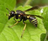 Mason wasp --  (probably a species of Ancistrocerus)