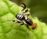 Fruit Flies -- Tephritidae