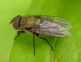 Unsorted Diptera