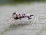 Oak Lace Bug  -- Corythuca arcuata ?