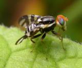 Fruit fly -- <i>Rhagoletis sp.</i> -- perhaps <i>R. mendax</i> or <i>R. pomonella</i>