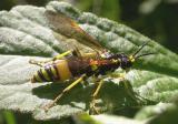 Tenthredo basilaris Say - Tenthredinidae - sawfly