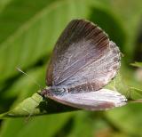 Summer Azure (?) -- <i>Celastrina neglecta neglecta (?)</i>