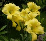 yellow frilled daylily