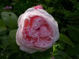 warwick castle (english rose)