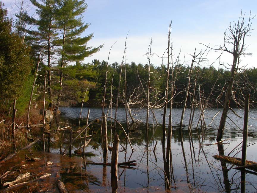 Cedar trees in beaver-flooded pond