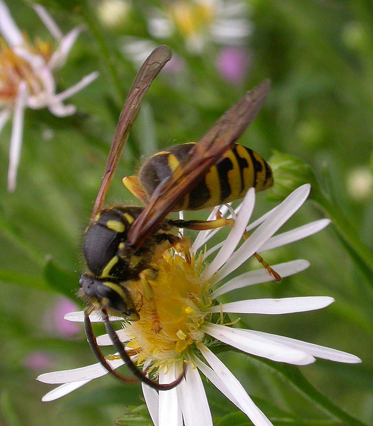 Sandhills Hornet -- <i>Vespula arenaria</i> -- male