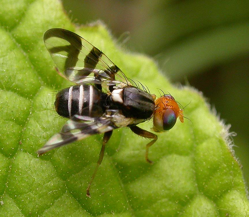 Rhagoletis striatella