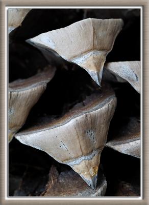 Close-Up of Pinecone Abstract