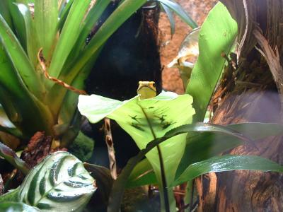 A Frog at London Zoo