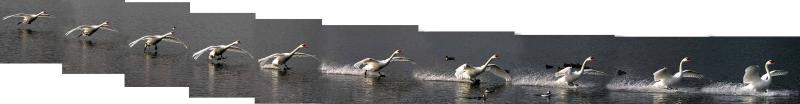 Mute Swan Landing