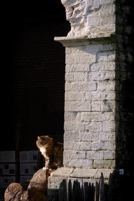 Cat *  by Frederic Poncelet