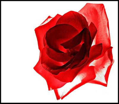 Shadowy Rose By Vikas