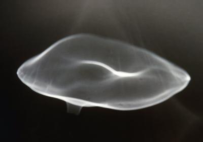 Transparent Mushroom*by Mark Hensley