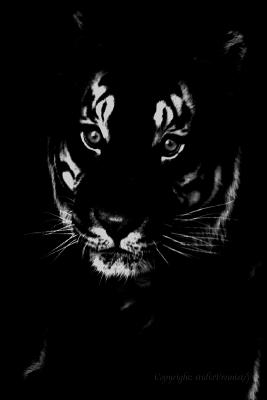Out of the Shadows*Fremiet