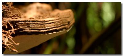 In the Rainforest * by Gayle