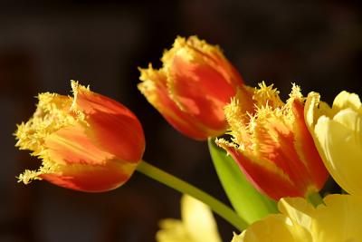 Early Spring Tulips (*)