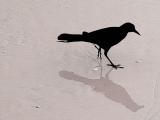 <B>Shadow On The Sand</B><BR><FONT size=3>by Mark J</FonT>