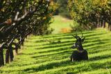 <b>4th Place</b><br><i>Antlers<br>by Garrett Lau</i>