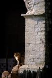 <b>Cat</b> * <br> by Frederic Poncelet