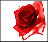 <b>Shadowy Rose</b><p> By Vikas</p>