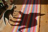 <b>5th Place (Tie)</b><br><i>Her True Colors<br>by Mark Hensley</i>