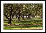<b>Nuts*</b><p> By AA Michael</p>