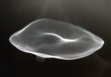 <B>Transparent Mushroom</B><BR><FONT size=2>*by Mark Hensley</FONT>