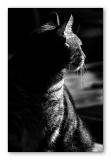 <b>10th Place</b><br><i>Profile<br>by Roberta</i>