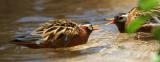 <B>Bickering*</B><BR>by Garrett Lau