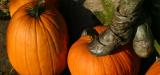 <b>Pumpkins and Shoes*</b><br>by Phil Johnson