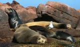 <B>Can I go hang out with the guys, Mom?  Can I?  Please? </B><BR><FONT size=2>by Rich Miller</FONT>