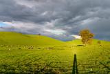 Long Shadows*