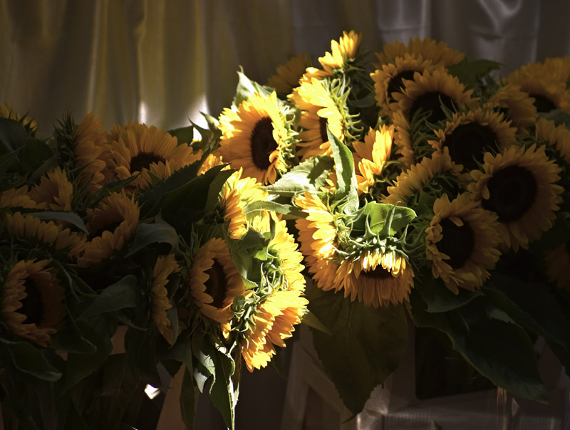 <B>Sunflowers</B><BR><FONT size=3>by Teapot